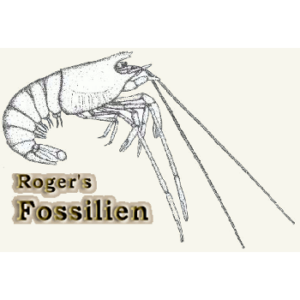 Roger's Plattenkalk Fossilienforum